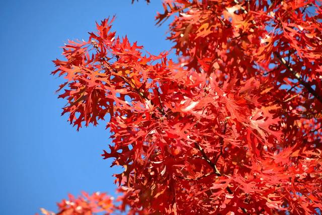 1595638264163811.jpg e676a8899bcb405b8b43a3bec4dfdafb.jpg