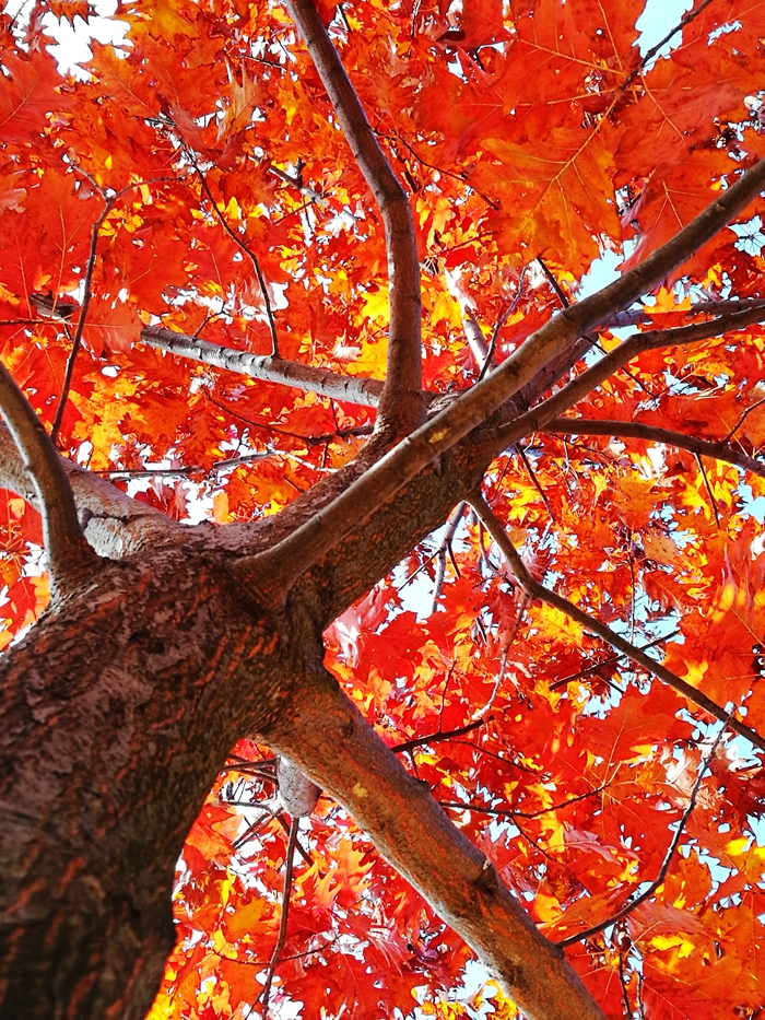 1595638311142237.jpg 20171229154910_49652.jpg